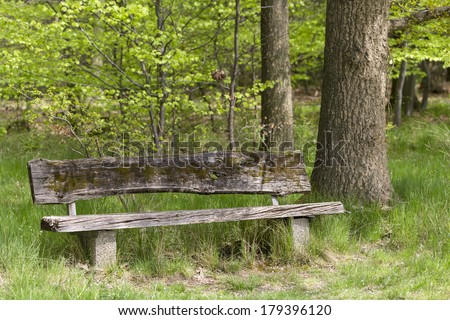 wood bench in forest