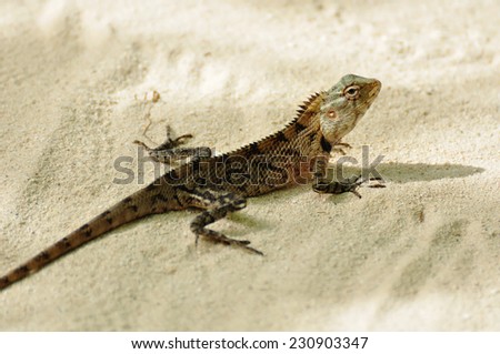 female oriental garden lizard on the sand