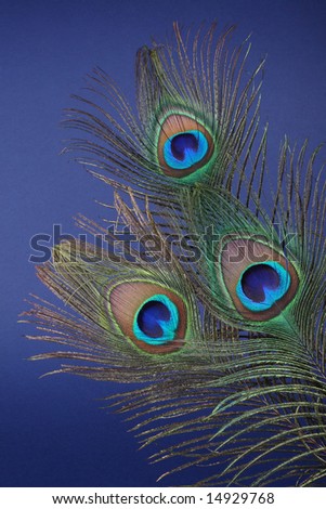 Feather of the peacock on a dark blue background