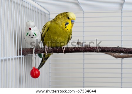 A green domestic budgie sitting with his toy friend.
