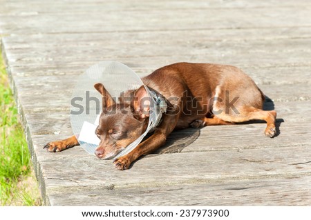 When the dog is ill. Toy-terrier  in medical plastic collar resting on wooden deck. Outdoors.