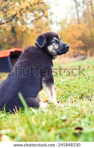 Little abandoned sad puppy sitting on chain looking upward. Autumn time outdoors.