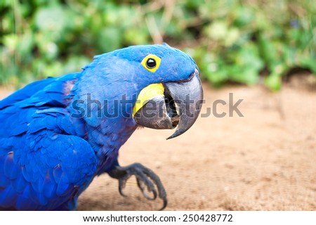 Big blue parrot - Hyacinth macaw in Prague zoo. (Anodorhynchus hyacinthinus). Summertime outdoors close-up.