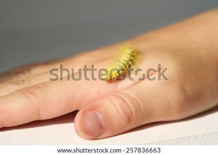 Love and save the nature. Yellow Calliteara Pudibunda caterpillar on little child hand. Indoors close-up.