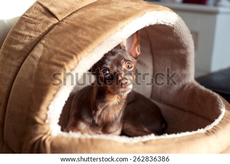 Regardant eyes of small brown toy-terrier dog in pet house. Indoors.