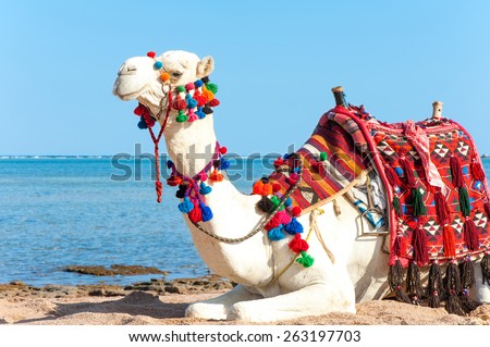 White proud camel resting on the Egyptian beach. Camelus dromedarius. Summertime outdoors.