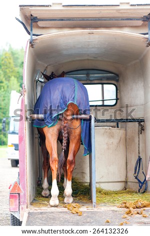 Horse standing in trailer. View from backside. Summertime outdoors.
