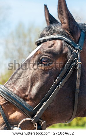 Close-up portrait of thoroughbred brown horse head in bridle side view.  Multicolored summertime outdoors image.