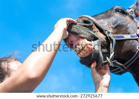 Owner checking horse teeth on a blue sky background. Multicolored summertime horizontal outdoors image.