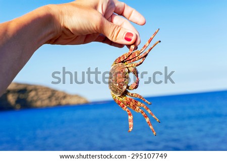 Tanned woman hand holding a crab on a blue atlantic ocean background. Tenerife, Canary islands, Spain. Multicolored summertime outdoors image.