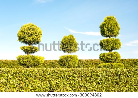 Three topiary green trees with hedge on background in ornamental garden. Vibrant summertime outdoors image.
