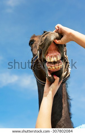 Checking horse teeth and health. Multicolored summertime vertical outdoors image on a blue sky background.