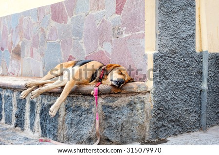 Cross-breed dog sleeping on the stone bench on the street. El medano, Tenerife, Canary islands, Spain. Multicolored horizontal outdoors image.