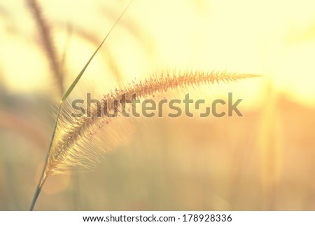 summer abstract nature background with grass flower and sunset in the back