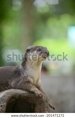 Portrait of a cute otter