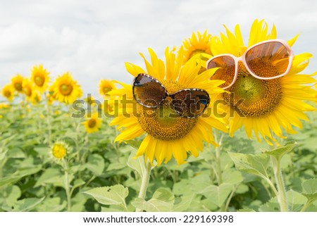 cute sunflower wears glasses