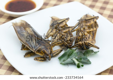 Fried giant water bug on dish