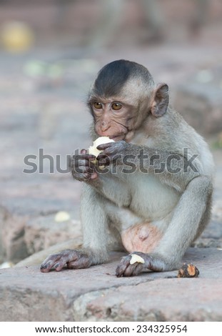 cute small monkey eat banana