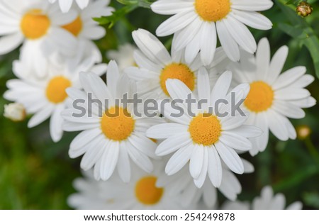macro of beautiful white daisies flowers