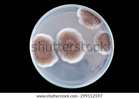 macro of brown fungi on petri dish isolated on black background