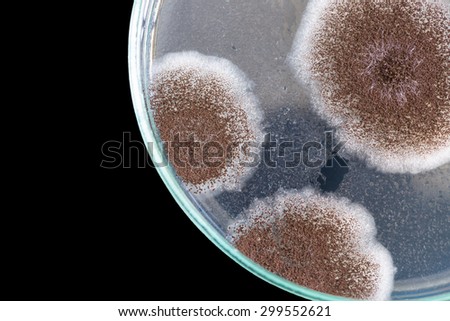 macro of brown fungi on petri dish isolated on black background