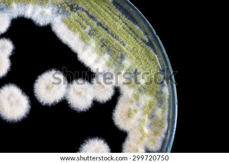 macro of fungi on petri dish isolated on black  background