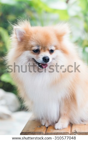 cute brown pomeranian dog sit on the chair