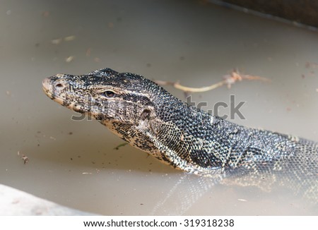 Big water monitor in water