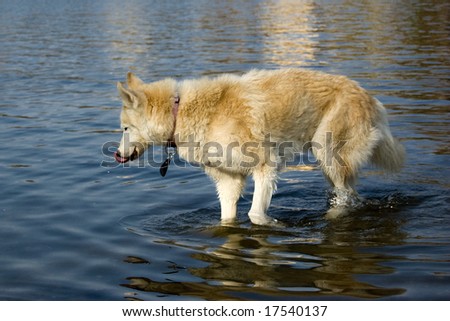 A thirsty dog at the lakeside