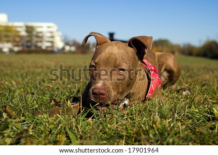 red nose pitbull puppies pictures. are red nose pitbulls They