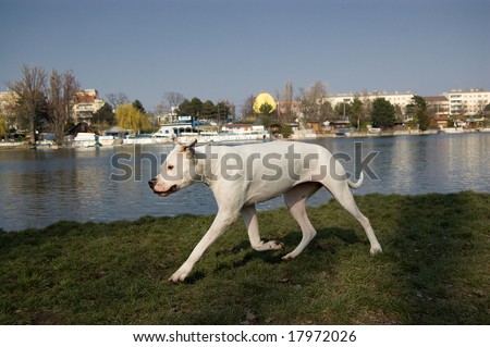 a dogo argentino playing at the lakeside