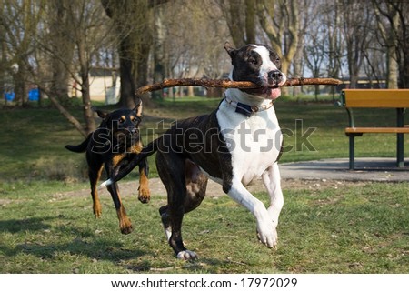two dogs playing tag in a park