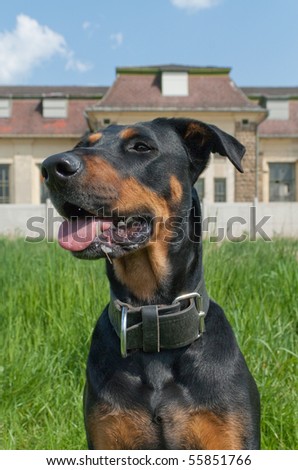 a dog sitting in front of an industrial building whil training outside