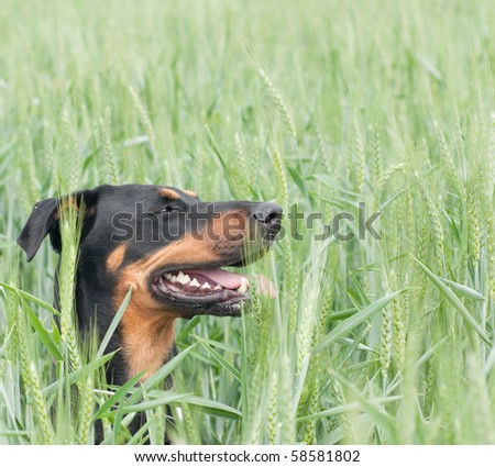 a doberman dog sitting in the corn field