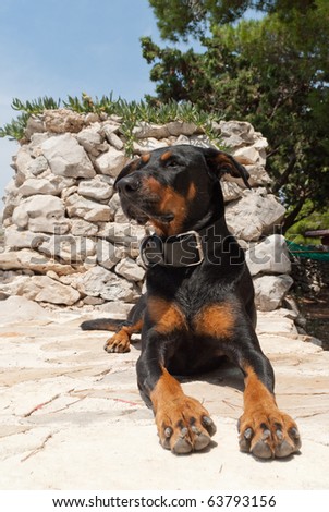 a dog lying in the sun observing the surrounding