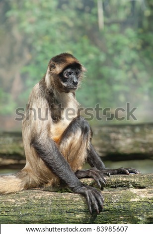 a spider monkey sitting and staring with a funny expression