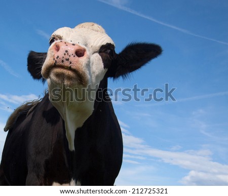 angry black cow threatening you