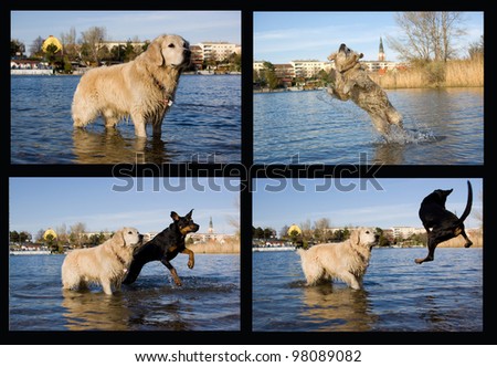 a collage of dogs playing at the lakeside