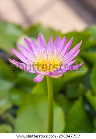 Pink lotus flower, and leaves background.