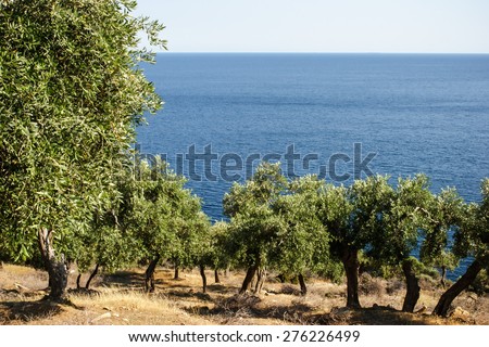 Olive grove over the blue sea horizontal