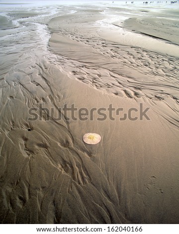 Oregon Beach With Sand Dollar