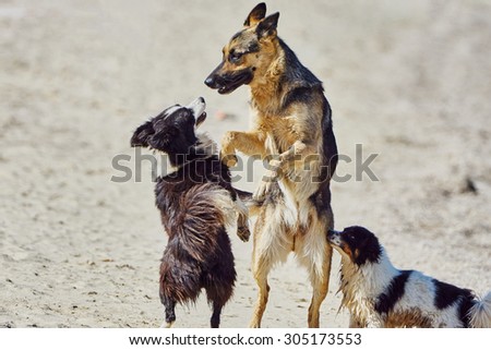 Stray dogs on the beach on a hot summer day