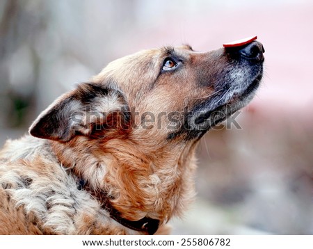 a trained shepherd dog with sausage on nose