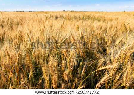 field crops