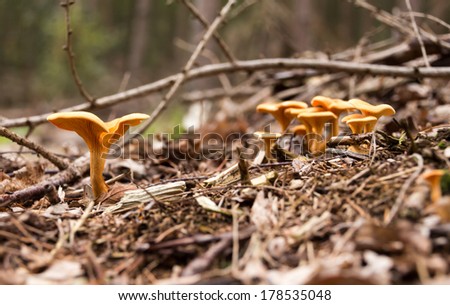 Photo of Chanterelles in the wood was taken in Black country park,United Kingdom. / Chanterelles in the wood /