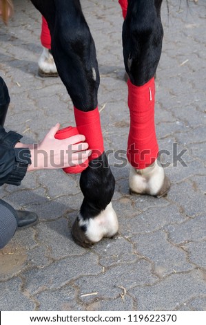 Bandaging horses\'  legs  with a red bandage.