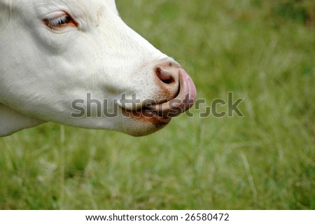 Cow With Lips