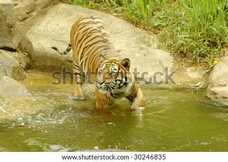Tiger touches water by his paw.