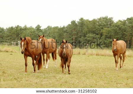 Brown horses go on a pasture.