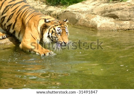Tiger touches water by his paw.